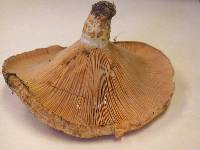 Lactarius psammicola image