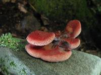 Fistulina hepatica image