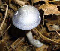 Cortinarius iodes image