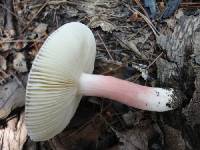 Russula mariae image