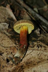 Boletus chrysenteron image