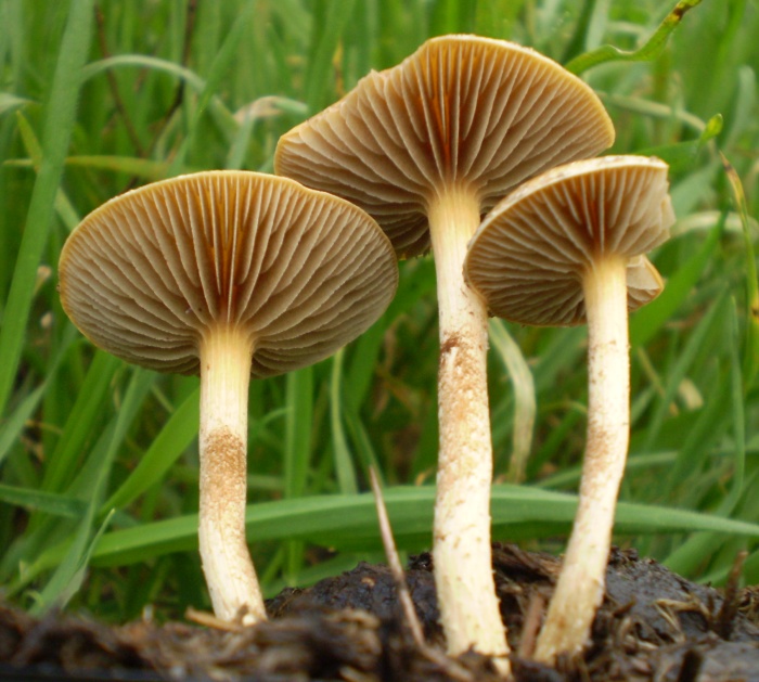 Agrocybe pediades var. fimicola image
