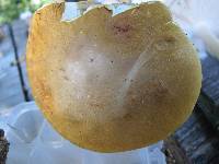 Boletus gertrudiae image