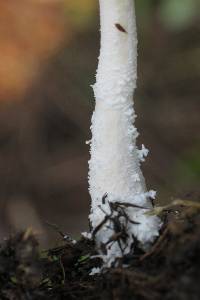 Leucocoprinus cretaceus image