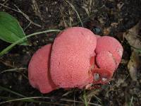 Fistulina hepatica image