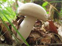 Boletus pallidus image