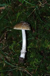 Amanita sect. Vaginatae image