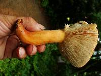 Lactarius volemus image