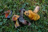 Boletus discolor image