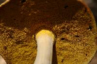 Boletus gertrudiae image