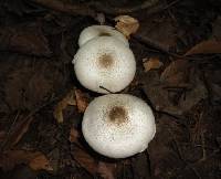 Agaricus placomyces image