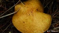 Suillus tomentosus image