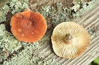 Lactarius hygrophoroides image