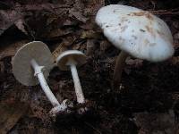 Amanita aestivalis image