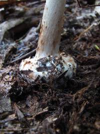 Amanita aestivalis image