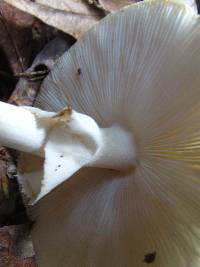 Amanita aestivalis image