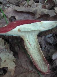 Boletus frostii image