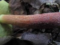 Boletus rubropunctus image