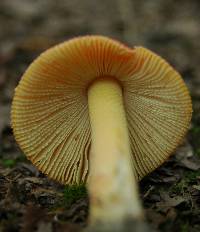 Amanita parcivolvata image