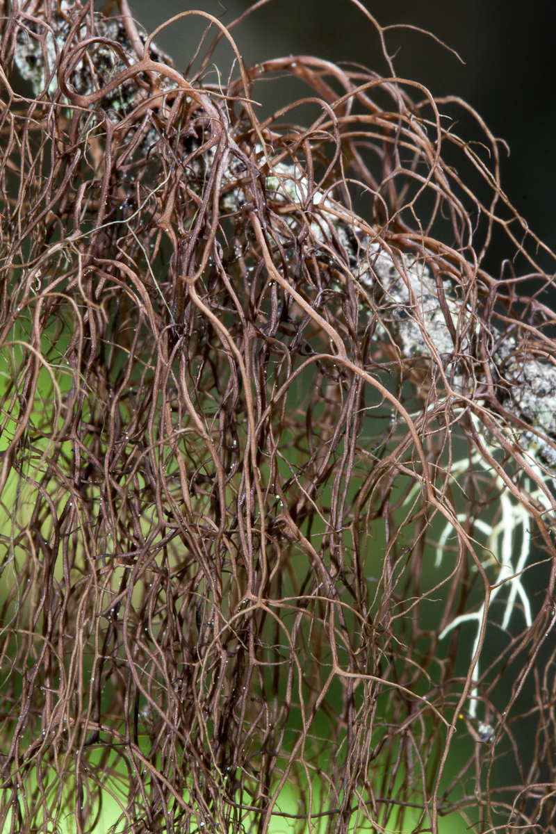 Nodobryoria oregana image