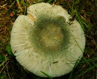 Russula parvovirescens image