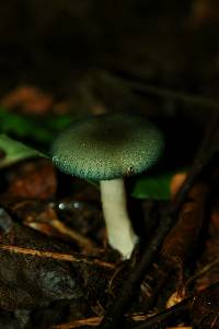 Clitocybe odora image