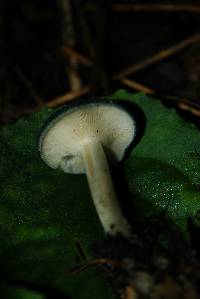 Clitocybe odora image