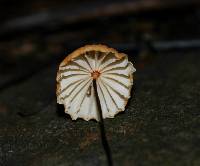 Marasmius siccus image