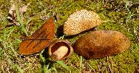 Boletus vermiculosoides image