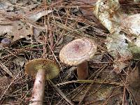 Lactarius mutabilis image