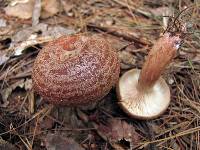 Lactarius mutabilis image