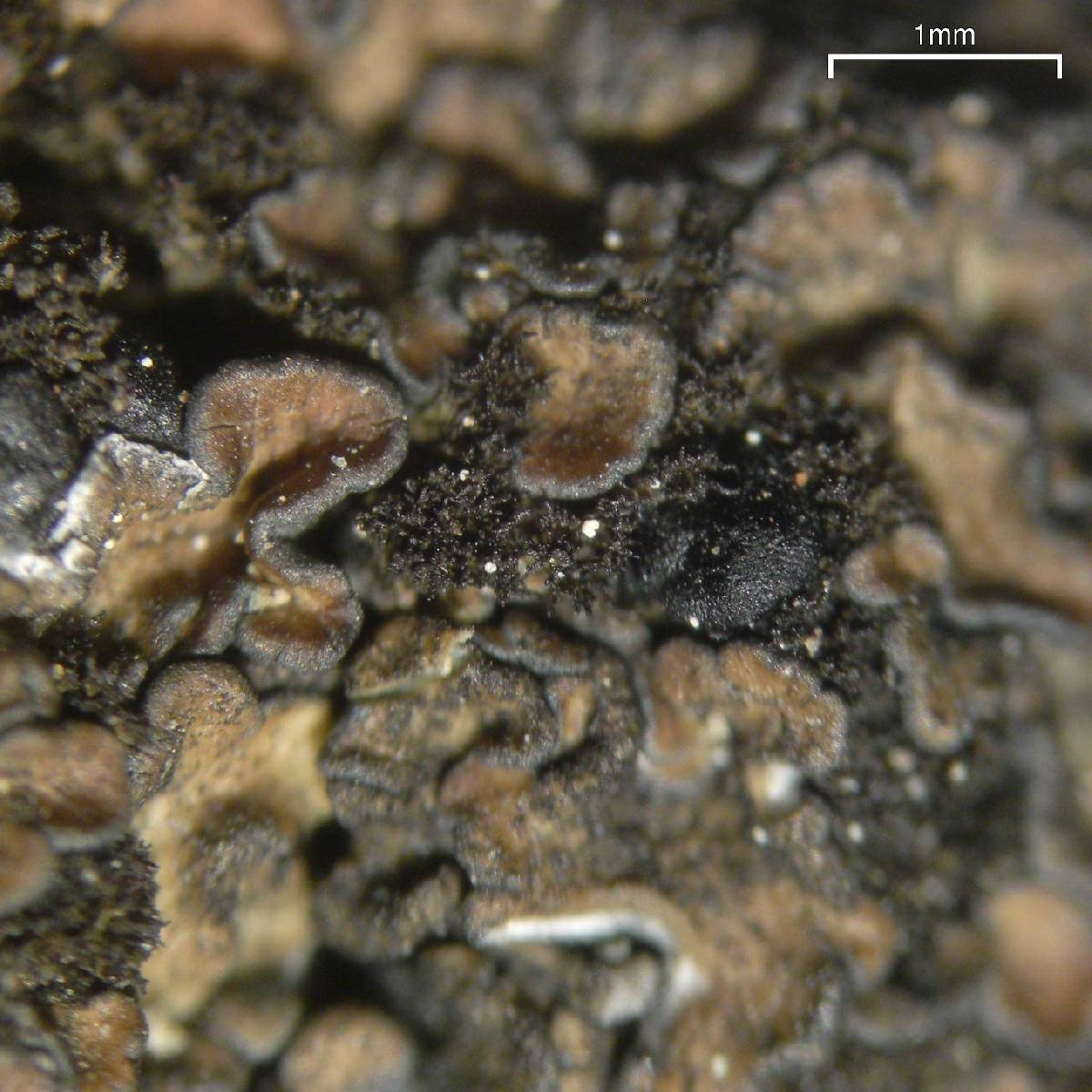 Spilonema image