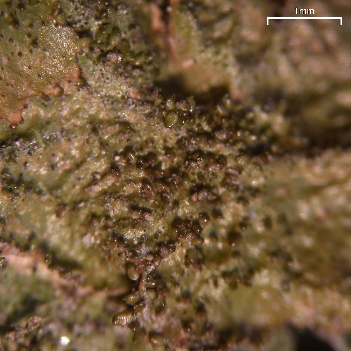 Melanohalea subelegantula image