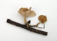 Clitocybe salmonilamella image