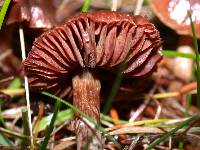 Cortinarius umbrinolens image