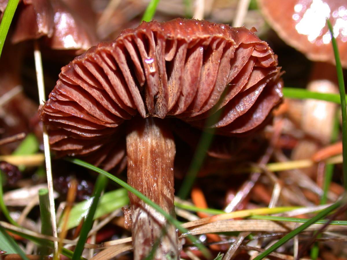 Cortinarius umbrinolens image