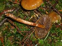 Hypholoma capnoides image