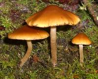 Psathyrella piluliformis image