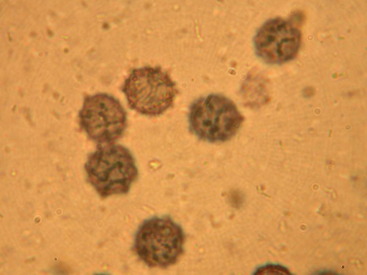 Macowanites nauseosus image