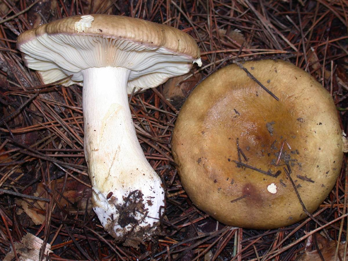 Russula clavipes image