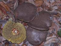 Boletus subtomentosus image