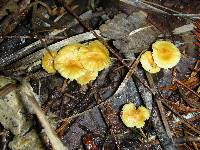 Xeromphalina fulvipes image