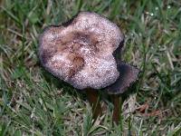 Panaeolus cinctulus image