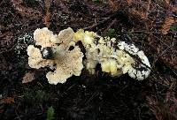 Cantharellus subalbidus image