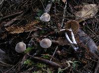 Cortinarius evernius image