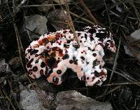 Hydnellum peckii image