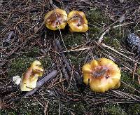 Hygrophorus siccipes image