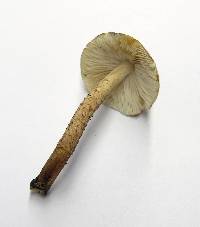 Tricholoma aurantio-olivaceum image