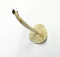 Tricholoma inamoenum image