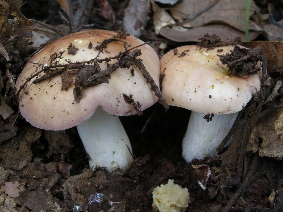 Russula basifurcata image